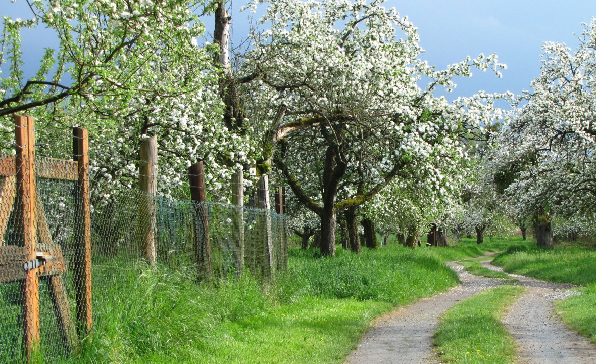 Streuobstwiese von einem Zaun umgeben, rechts führt ein Weg entlang | © Thomas Staab