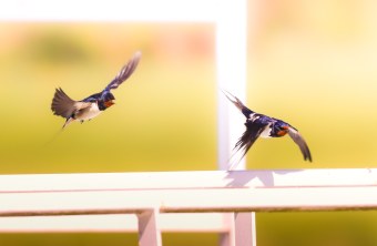 Rauchschwalben | © Robin Münch