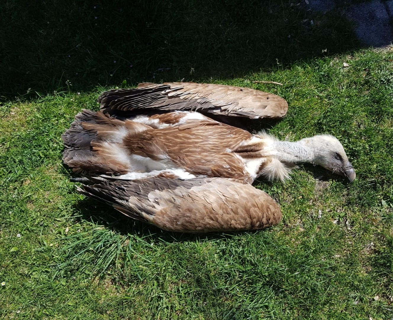 Vergifteter Gänsegeier |© Michael Kurz