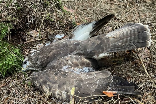 Ein toter Mäusebussard liegt auf dem Waldboden. | © Bettina Schröfl