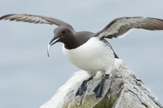 Trottellumme mit ausgebreiteten Flügeln und Fisch im Schnabel | © Rosl Roessner
