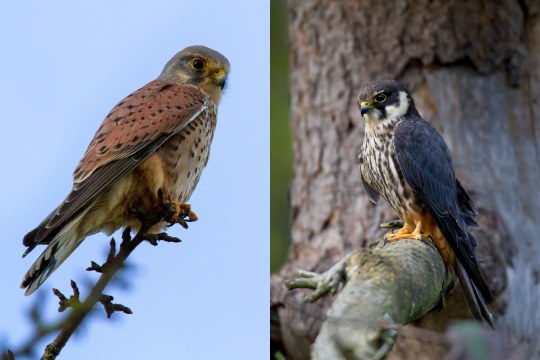 Turmfalke links Baumfalke rechts | © Matthias Groener / Marcus Bosch
