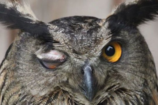 Am Auge verletzter Uhu in der Vogelstation Regenstauf | © LBV