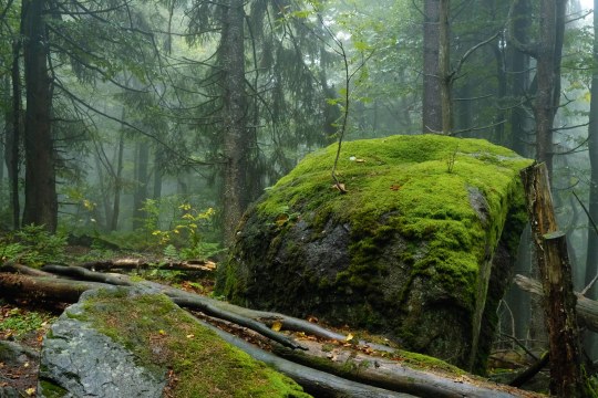 Urwald | © Dr. Eberhard Pfeuffer