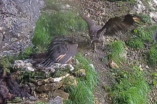 Vinzenz und Wiggerl in Aktion | © LBV Webcam