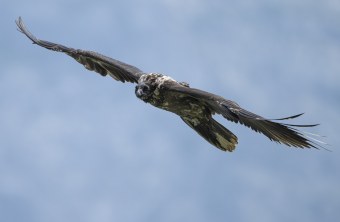 Vinzenz im Flug | © Magda Richter