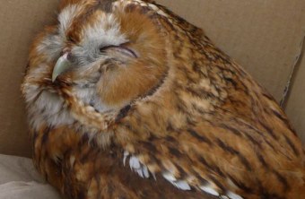 Waldkauz in einer Transportbox | © LBV