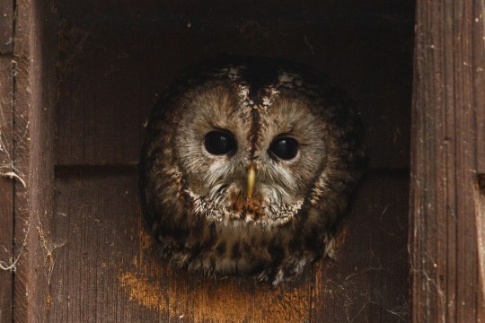 Waldkauz schaut mit dem Kopf aus einem Nistkasten | © Rosl Rößner