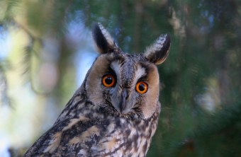 Waldohreule | © Zdenek Tunka