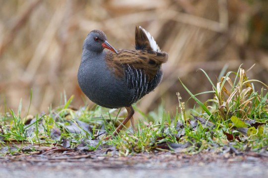Wasserralle auf Wiese, Blick nach links an Kamera vorbei | © Rosl Roessner