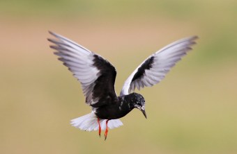 Weissflügelseeschwalbe im Anflug | © Dr. Christoph Moning