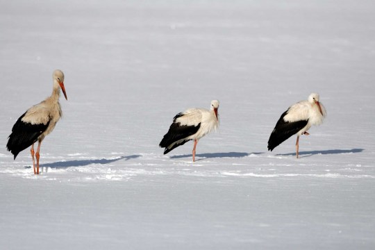 Drei Weißstörche stehen hintereinander im Schnee | © Hans-Joachim Fünfstück