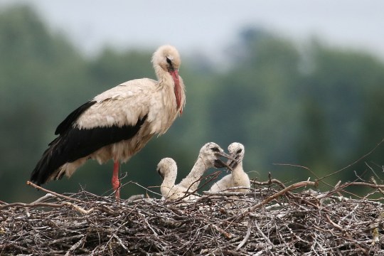 Ein Weißstorch mit drei jungen Küken im Horst | © Richard Straub