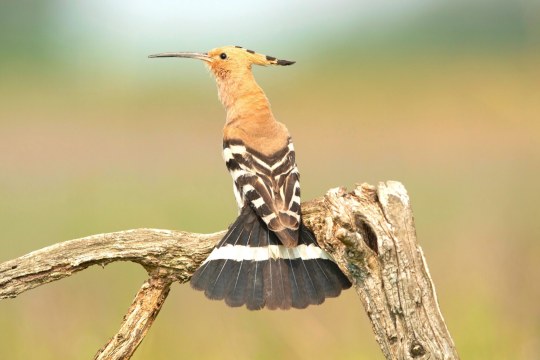 Wiedehopf | © Rosl Roessner