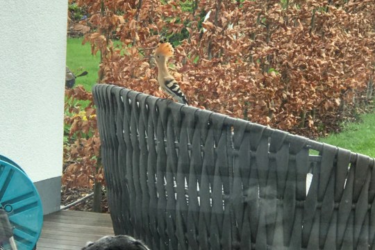 Hund beobachtet von drinnen einen Wiedehopf, der draußen auf einer Sessellehne sitzt | © Lara-Joy Balzer