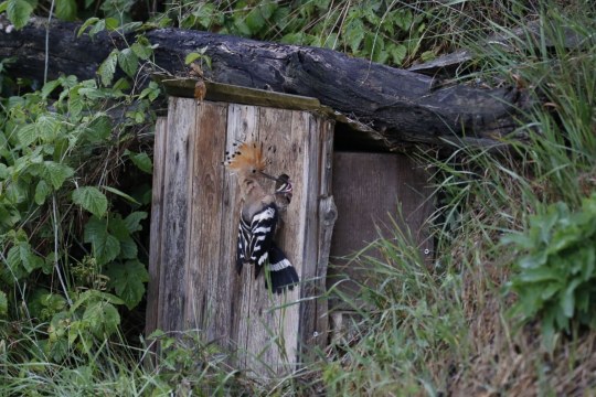 Wiedehopf_fuettert_Jungvoegel | © Manfred Eckenfellner
