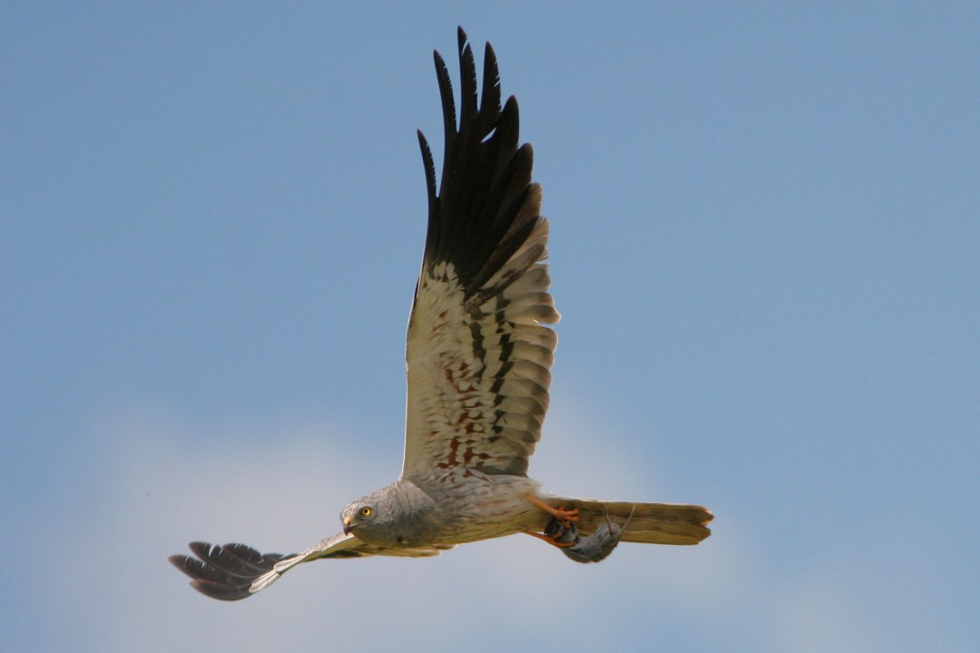 Männliche Wiesenweihe fliegt mit Beute in den Fängen | © Zdenek Tunka