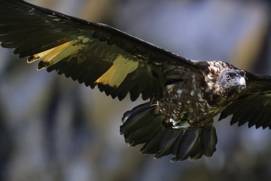 Wiggerl  |© Markus Leitner