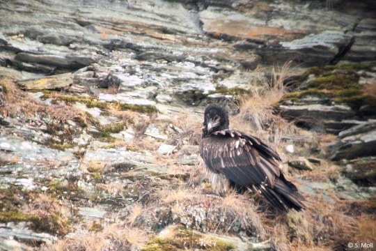 Wiggerl in den Hohen Tauern