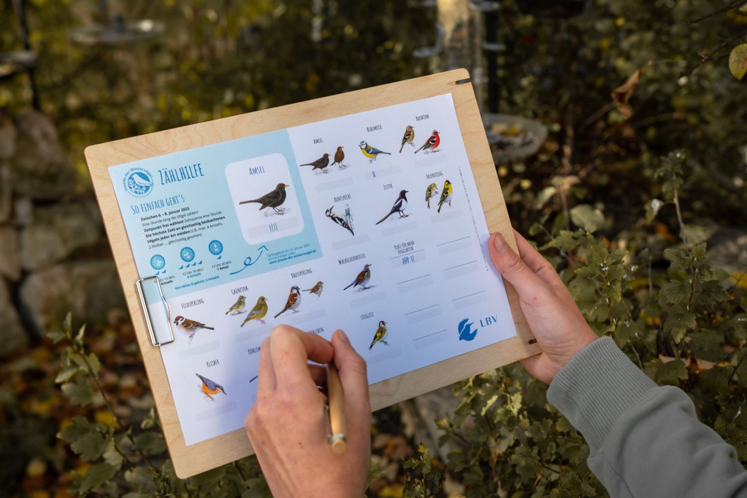 Zählhilfe zur Stunde der Wintervögel