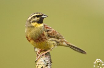 Zaunammer auf Ast | © Rosl Roessner