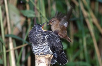 Kuckuck und Zaunkönig | © H. Lutschak