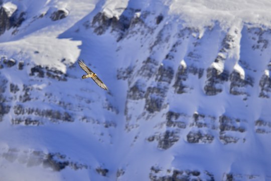 Bartgeier in den Alpen | © Hansruedi Weyrich