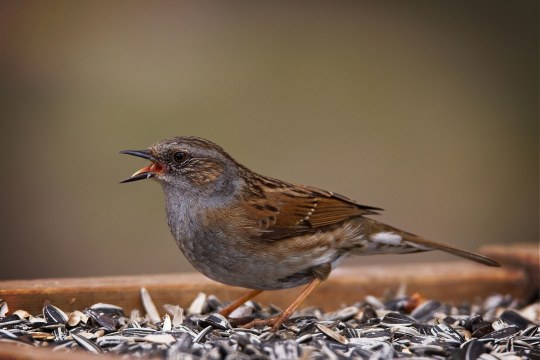 Heckenbraunelle sitzt auf Sonnenblumenkernen | © Jürgen Richterich