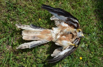 Vergifteter Rotmilan liegt am Rücken auf dem Boden | © Martina Widuch
