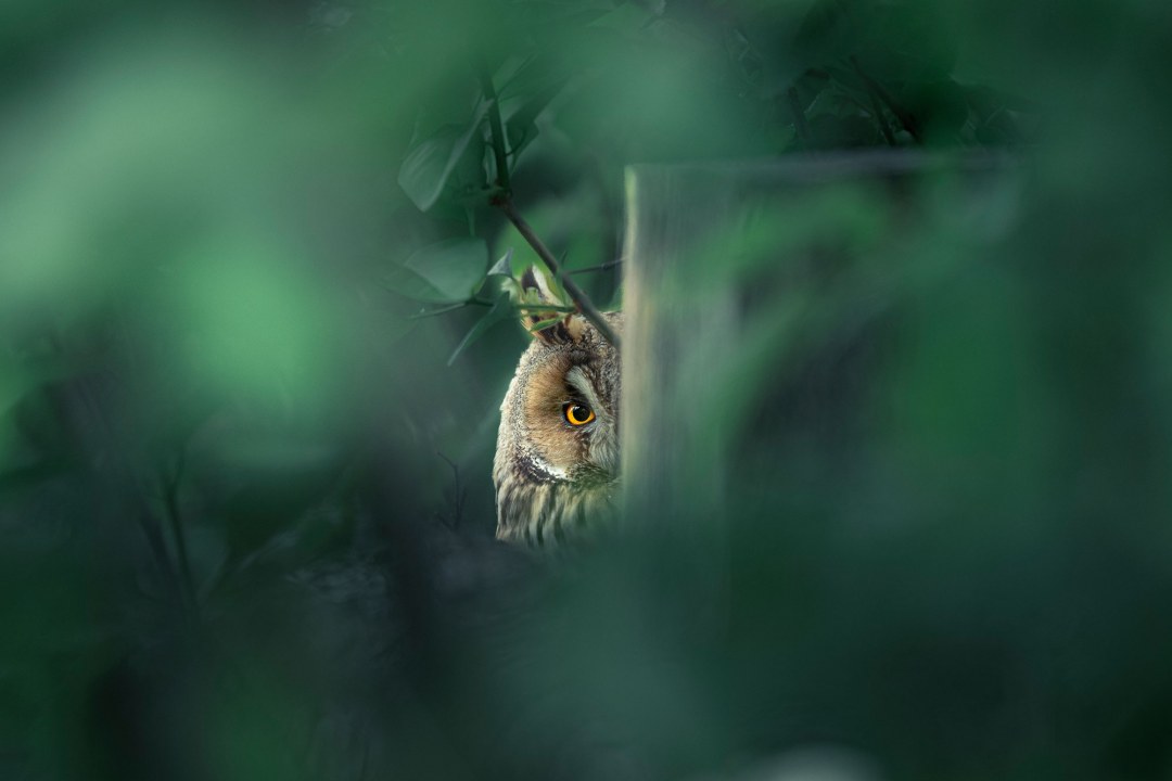Waldohreule | © Franz Kiefinger