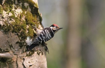 Kleinspecht | © Dr. Christoph Moning