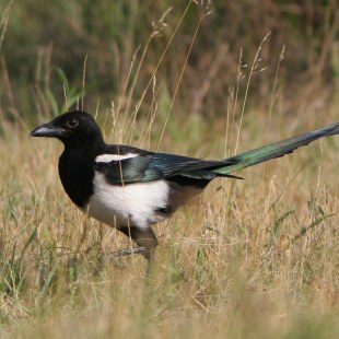 Elster | © Tunka Zdenek