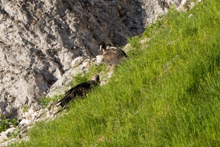 Sisi und Nepomuk sind auch außerhalb der Nische häufig zusammen |© Richard Straub