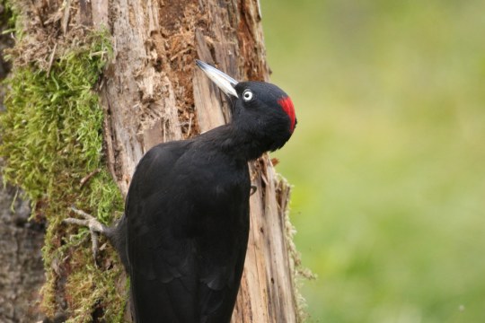 Schwarzspecht Weibchen | © Dieter Hopf