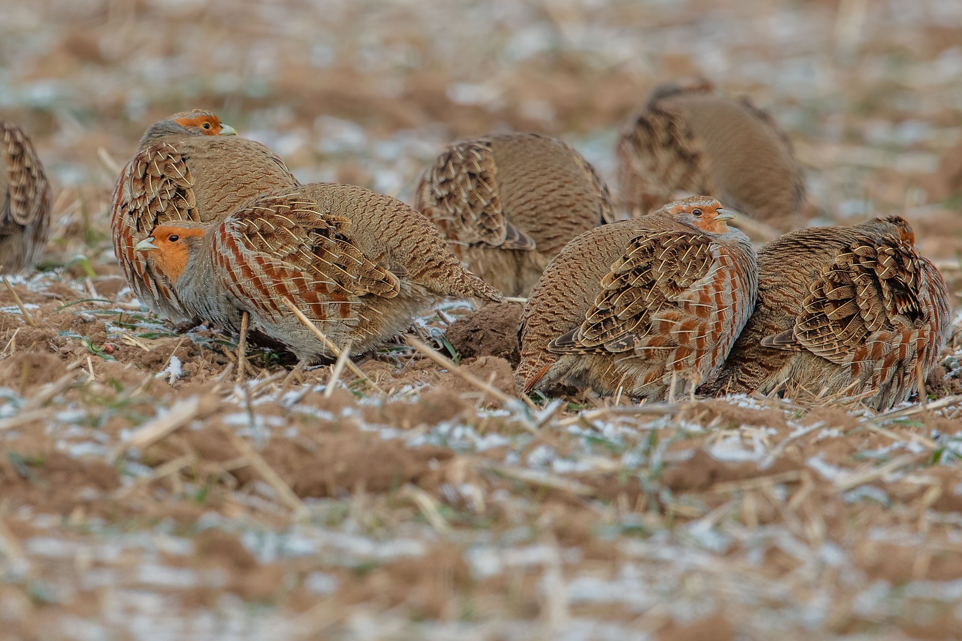Rebhühner | © Gunther Zieger