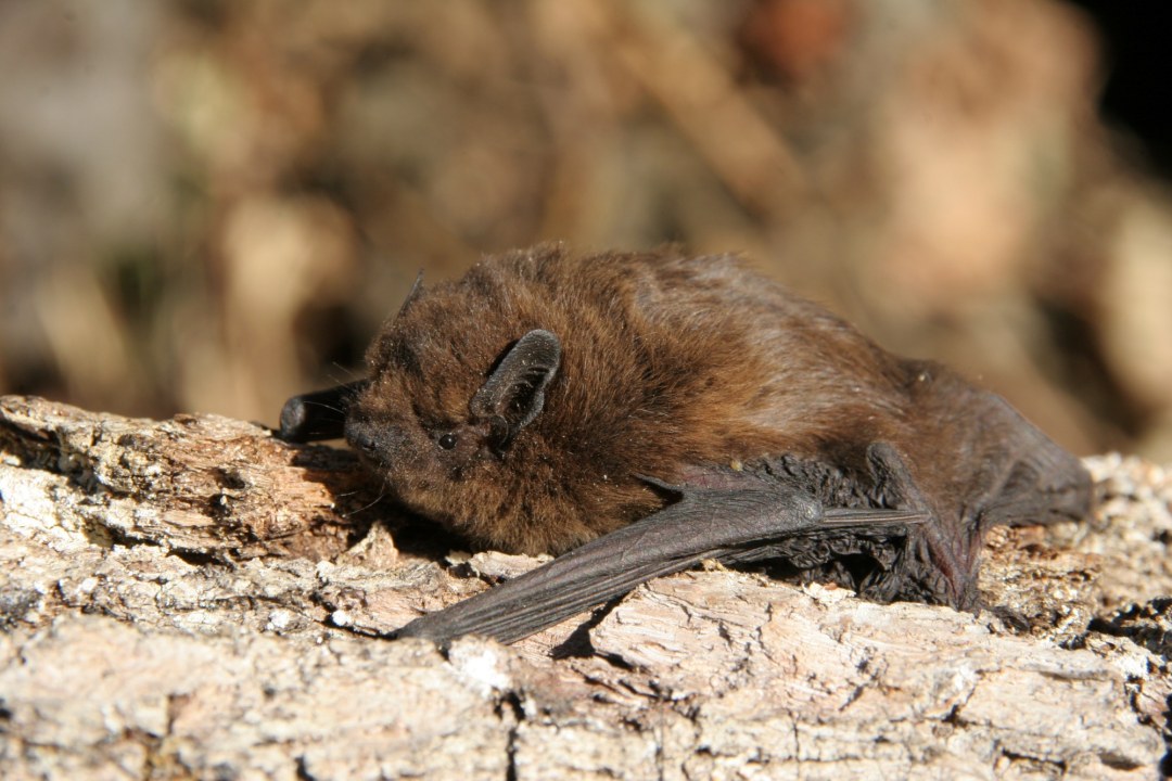 Zwergfledermaus | © Hans-Joachim Fünfstück