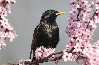 Ein Star sitzt auf einem blühenden Ast | © Dieter Hopf