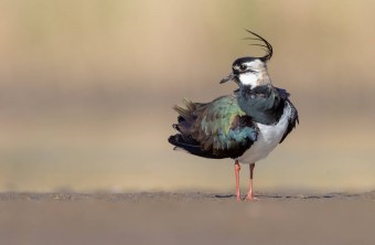 Kiebitz auf Feld | © Gunther Zieger