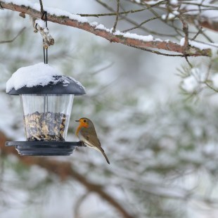 Rotkehlchen | © Dr. Olaf Broders