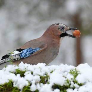 Eichelhäher | © Dr. Olaf Broders