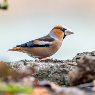 Kernbeisser | © Marcus Meyer