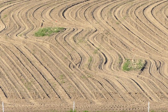 Umfahrung der Kiebitzgelege auf dem Feld | ©  Gerhard Pröbstl