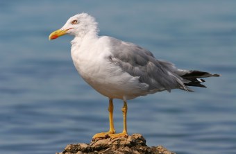 Steppenmöwe steht auf Felsen | © Zdenek Tunka