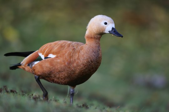 Rostgans | © Frank Derer