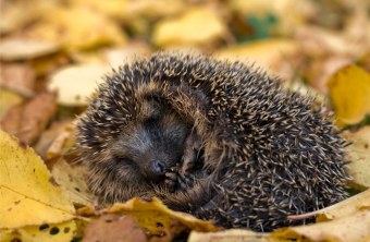 Igel | © Andreas Giessler