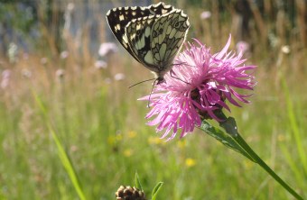 Schachbrettfalter auf Flockenblume | © Patricia Danel