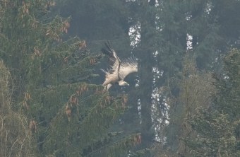 Gänsegeier hebt zum Flug ab | © Stefan Böhm