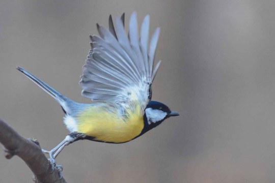 Auf dem Foto ist eine Kohlmeise zu sehen, die gerade von einem Ast abfliegt. | © Sasha Jumanca