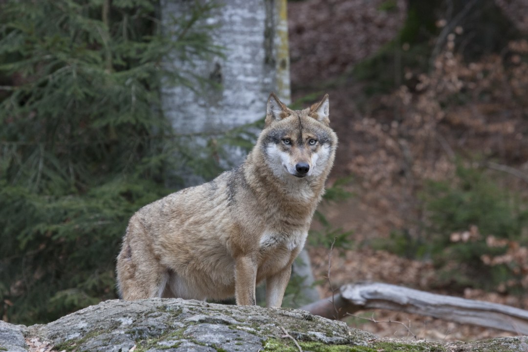 Wolf | © Marcus Bosch