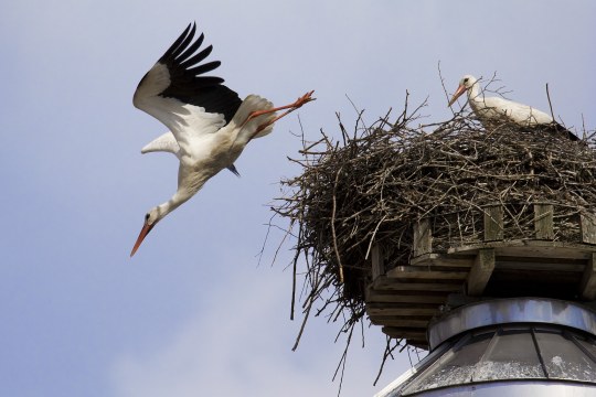 Weißstorchpaar | © Erich Obster